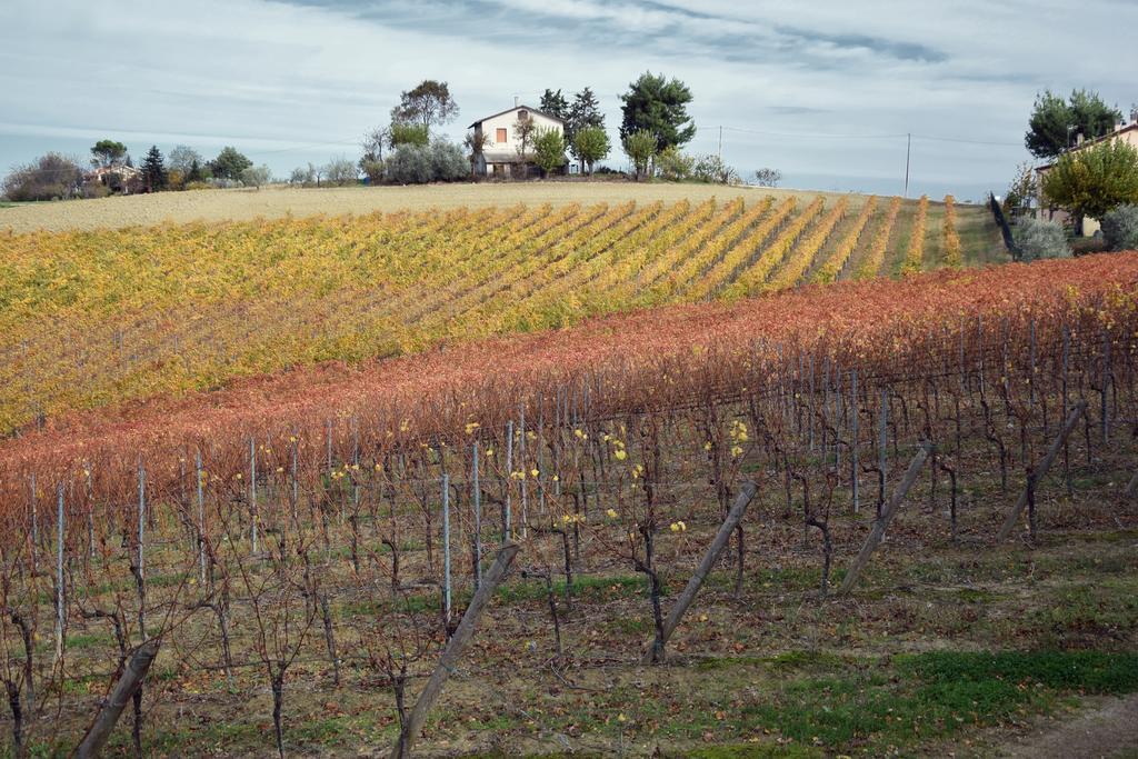 Belvedere Ostrense Agriturismo Al Rifugio Divino מראה חיצוני תמונה