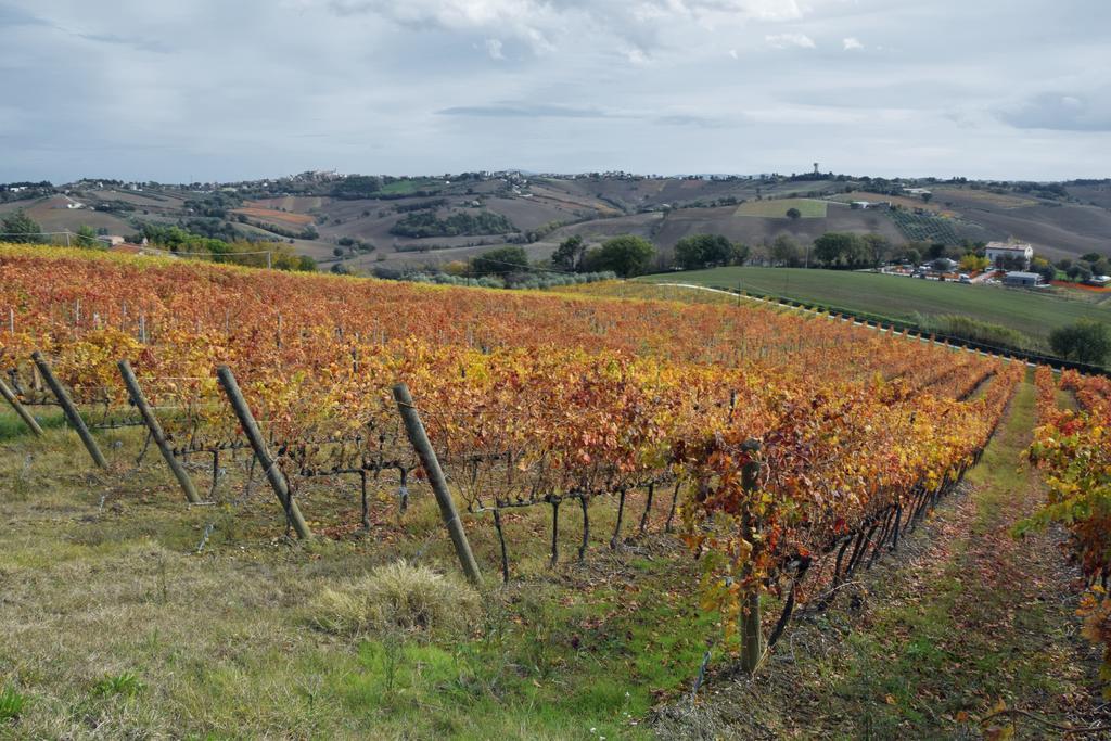 Belvedere Ostrense Agriturismo Al Rifugio Divino מראה חיצוני תמונה
